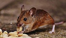 24 Hour & Emergency Exterminators in Lincoln, RI